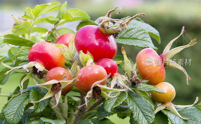 Rugosa Rose (Rugosa Rosa)臀部